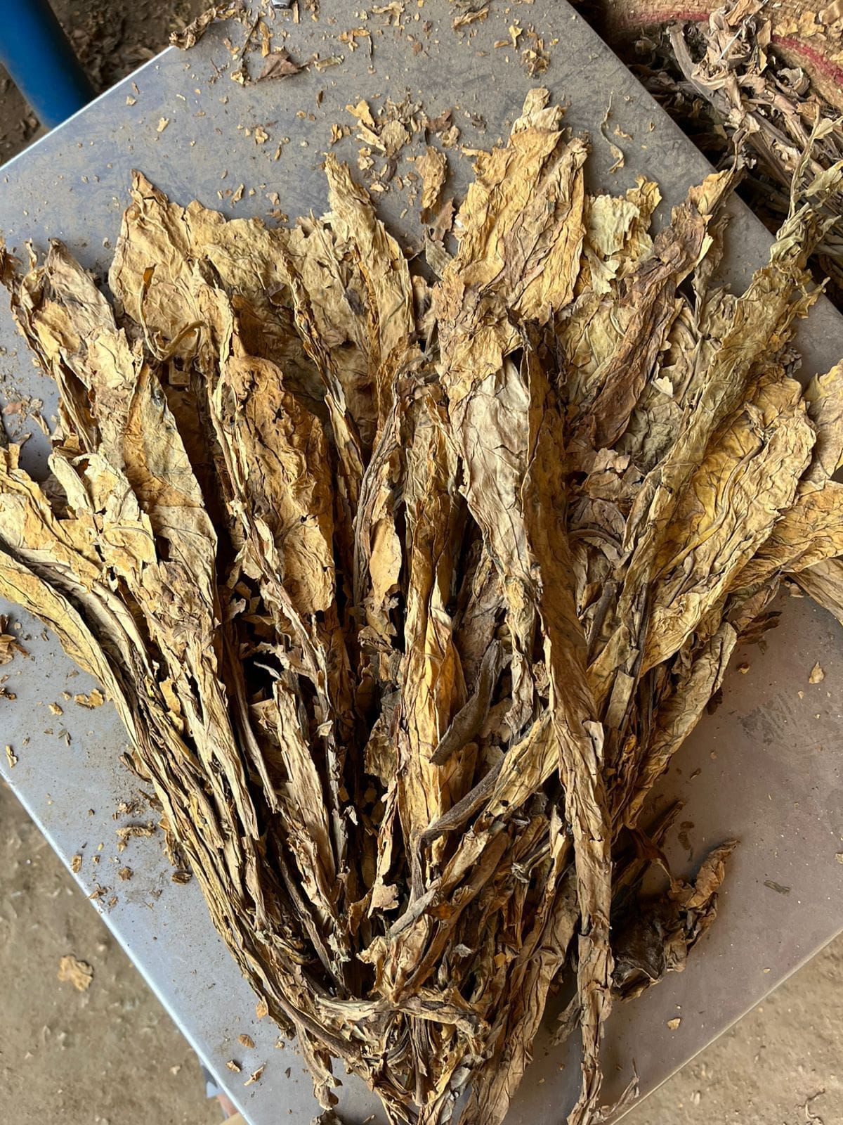 Quality Burley Tobacco